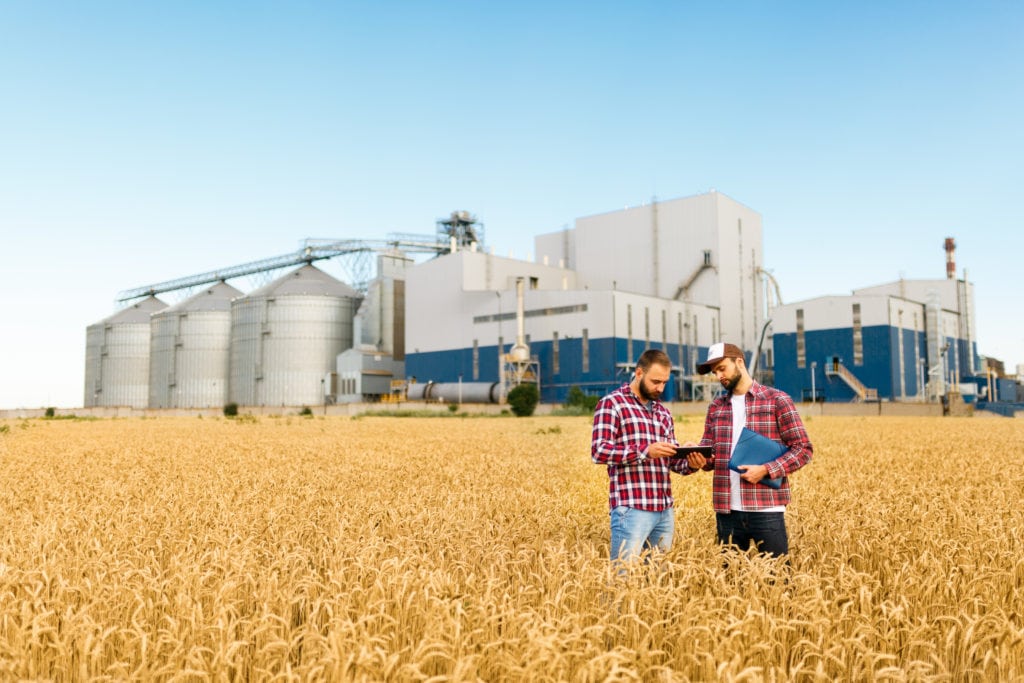 Two farmers are standing in a wheat field with tablet. Agronomists discuss harvest among ears of wheat with grain terminal on background